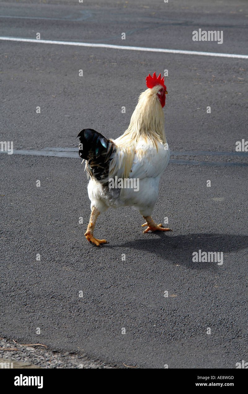 Image: Descubre el Misterioso Reino de la Ruta del Pollo en España Online