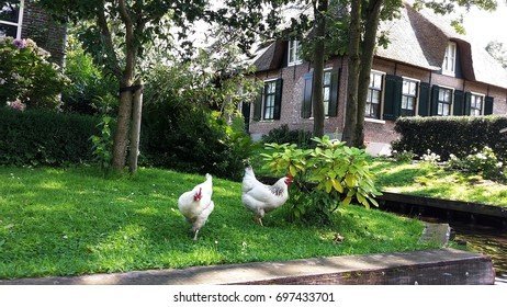 Netherlands - chicken road gokspel
