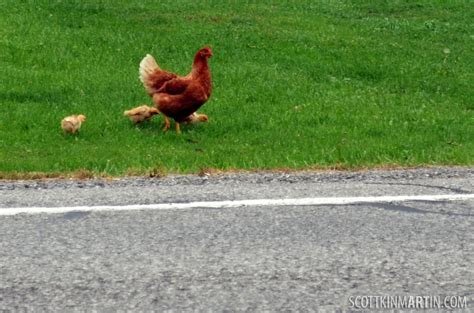 Spain - chicken road casino